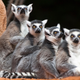 Illustration for article titled Misidentified Fossils Could Rewrite the History of Lemurs on Madagascar